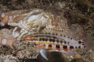 did not make it! by Eduardo Nadal 